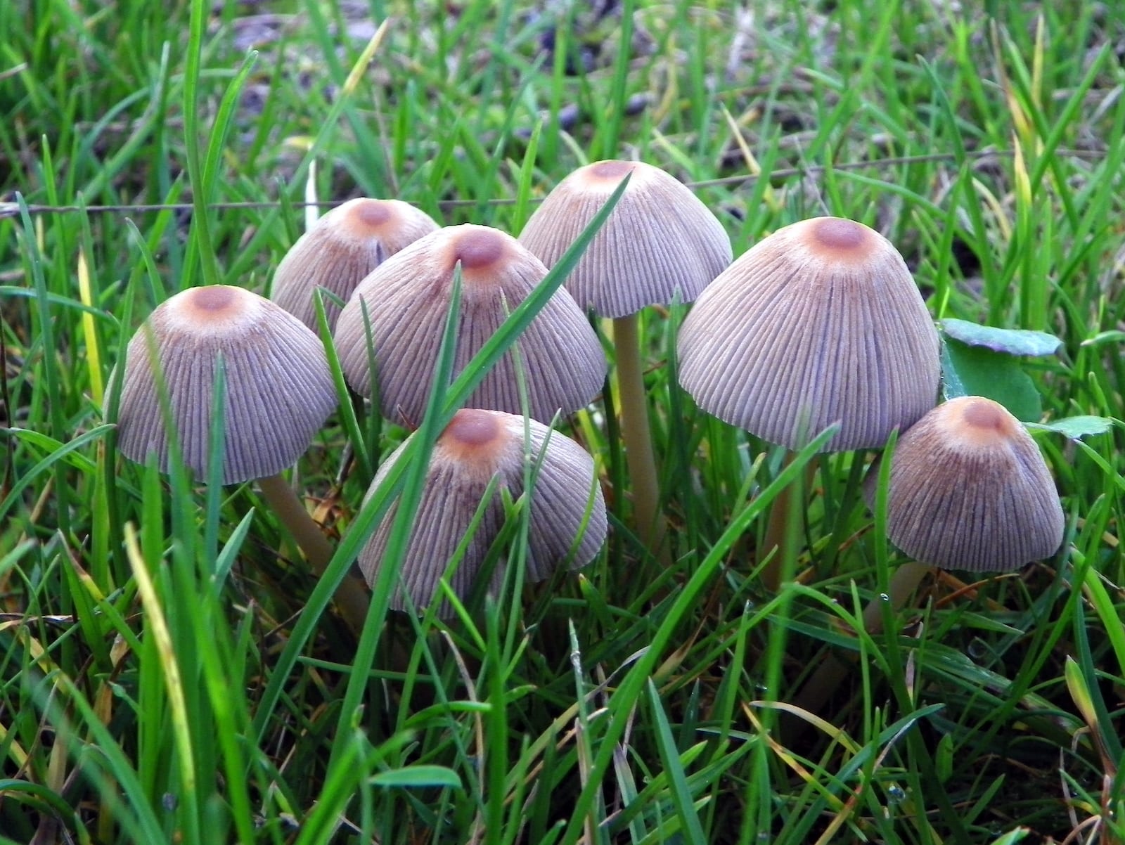 Parasola Plicatilis Colorado