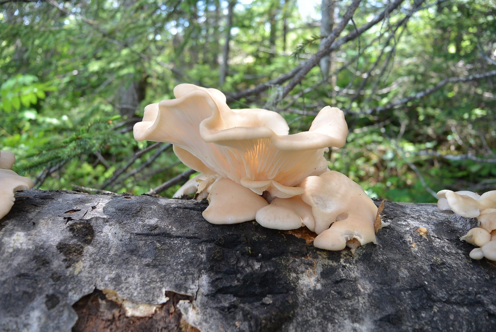 Pleurotus Populinus Colorado