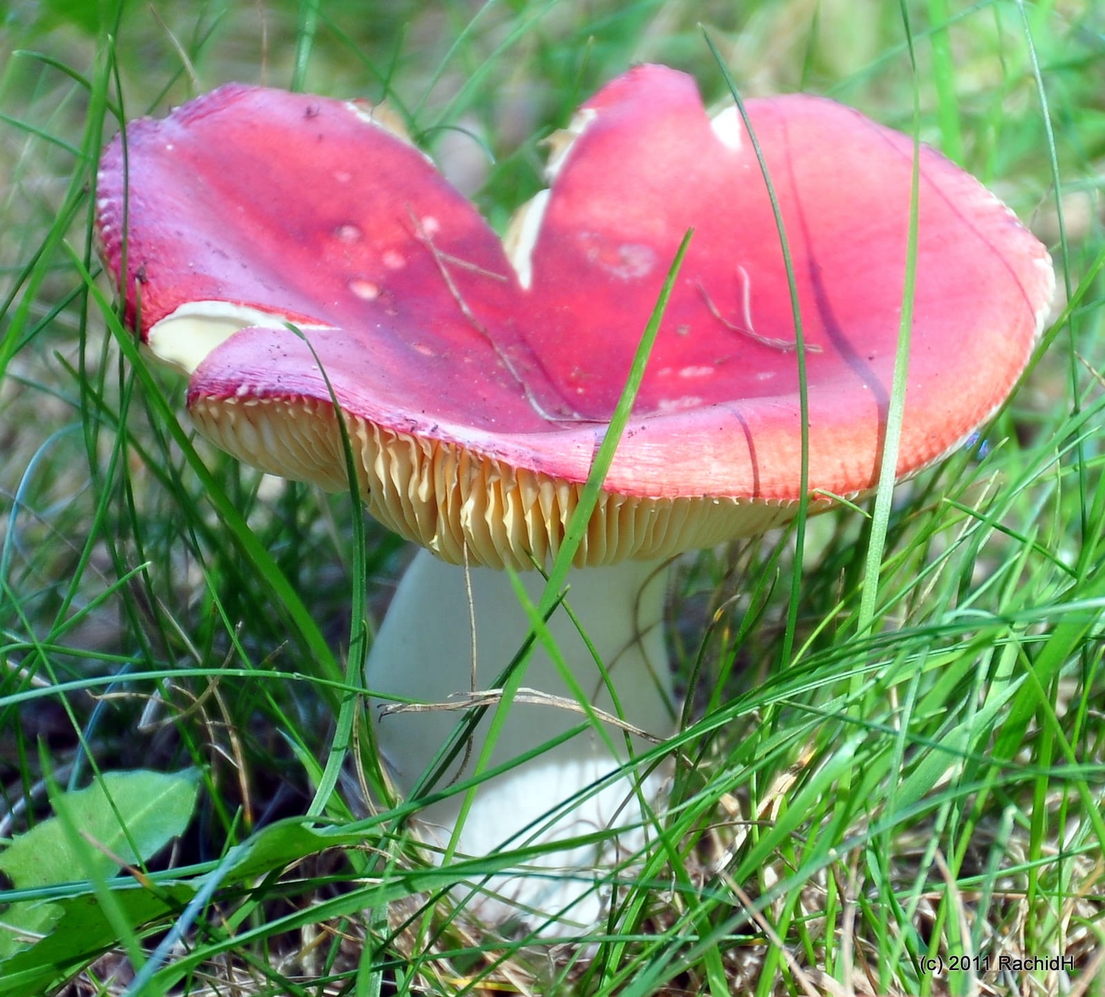 Russula Emetica Colorado