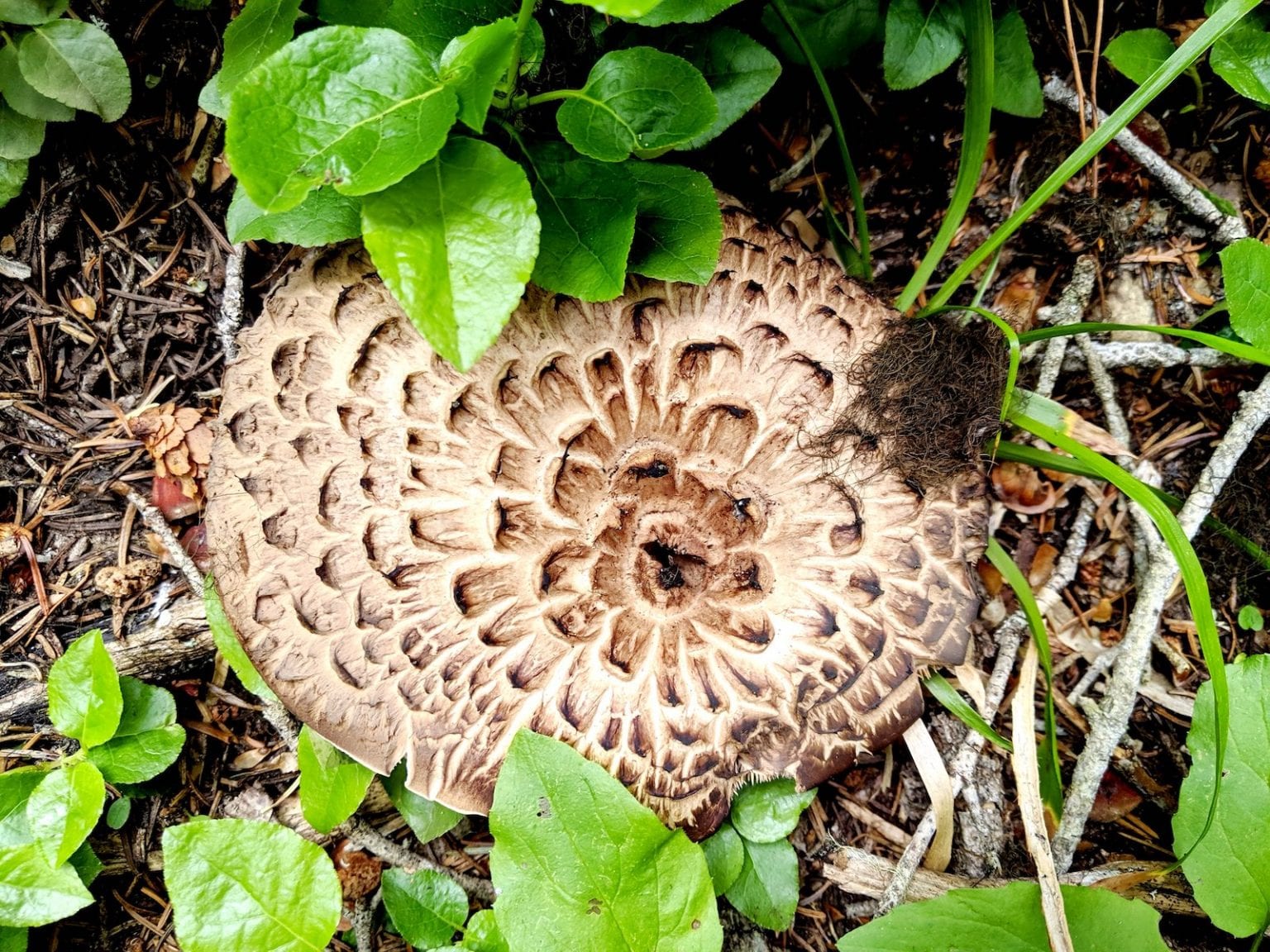 Mushrooms Found in ColoradoDeadly, Psychedelic, and Everything in Between