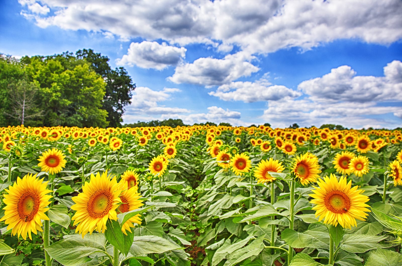 The Sunflower State, Kansas