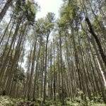 West Elk National Wilderness Area, CO