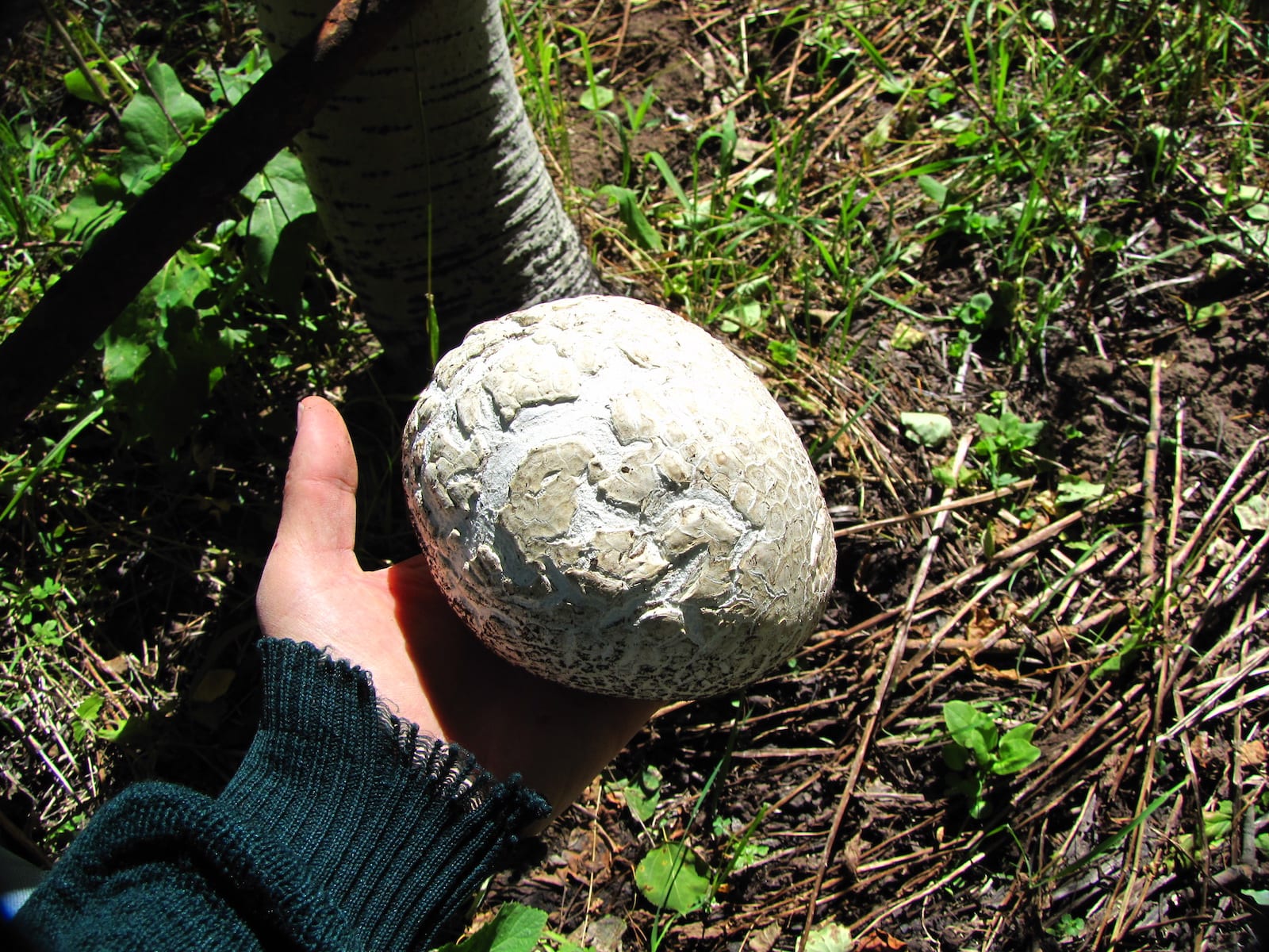 Calvatia Booiana Western Giant Puffball Mushroom