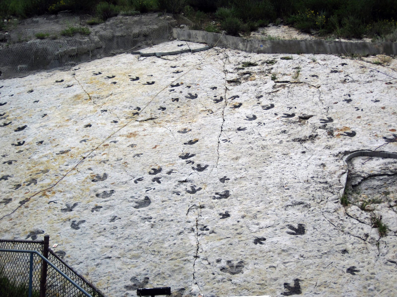 Dinosaur Footprints Dakota Sandstone Colorado