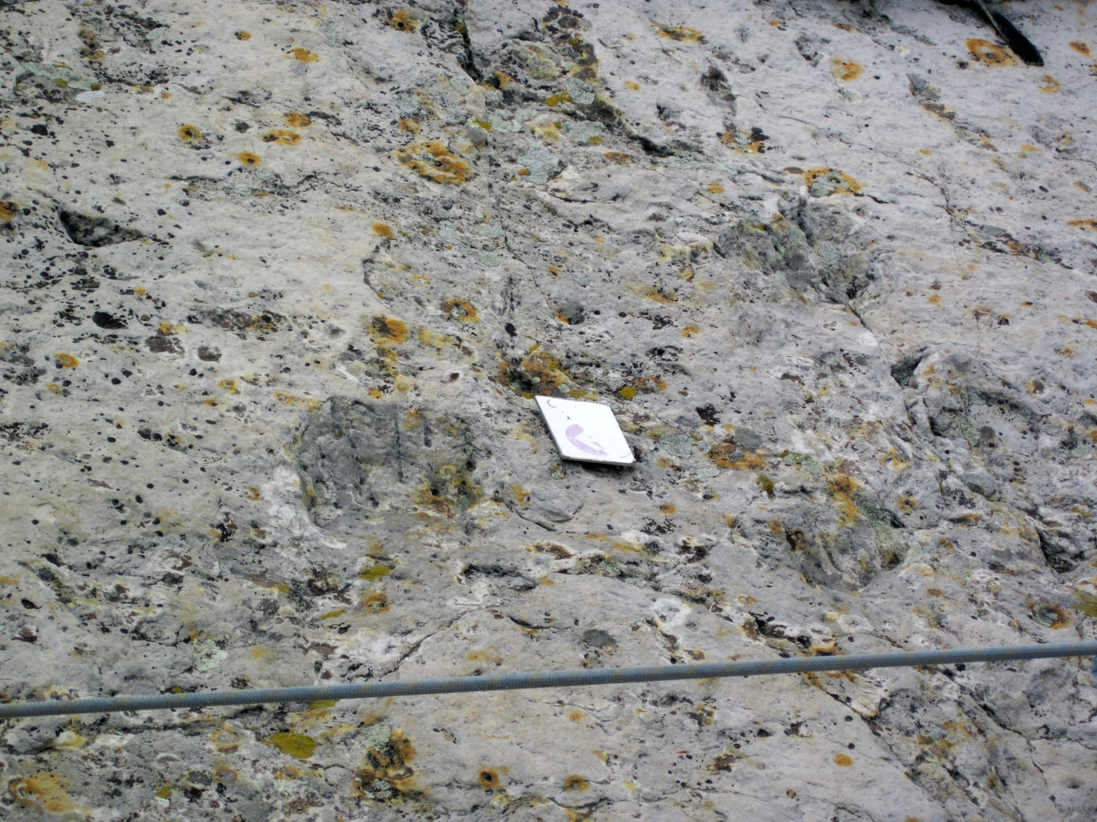 Crocodilian Fossilized Footprints Dinosaur Ridge Morrison CO