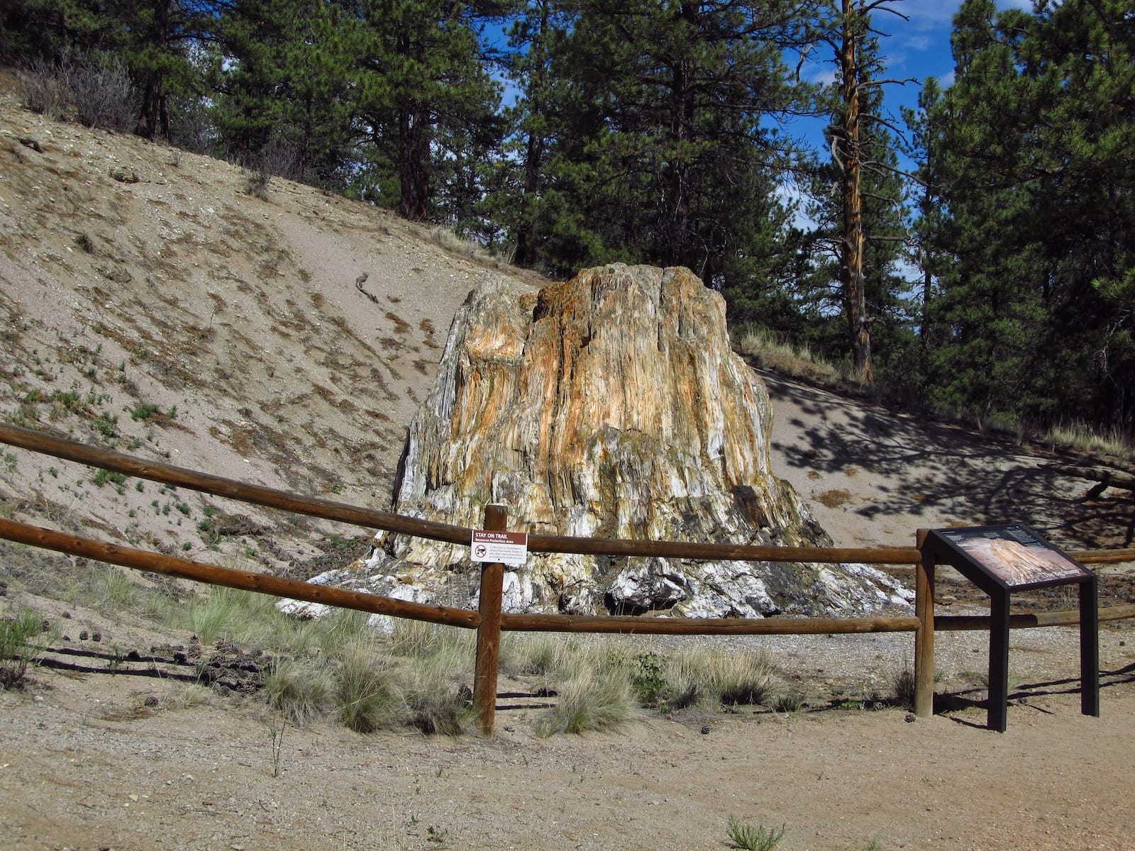 Florissant Fossil Beds National Monument Tre Stump