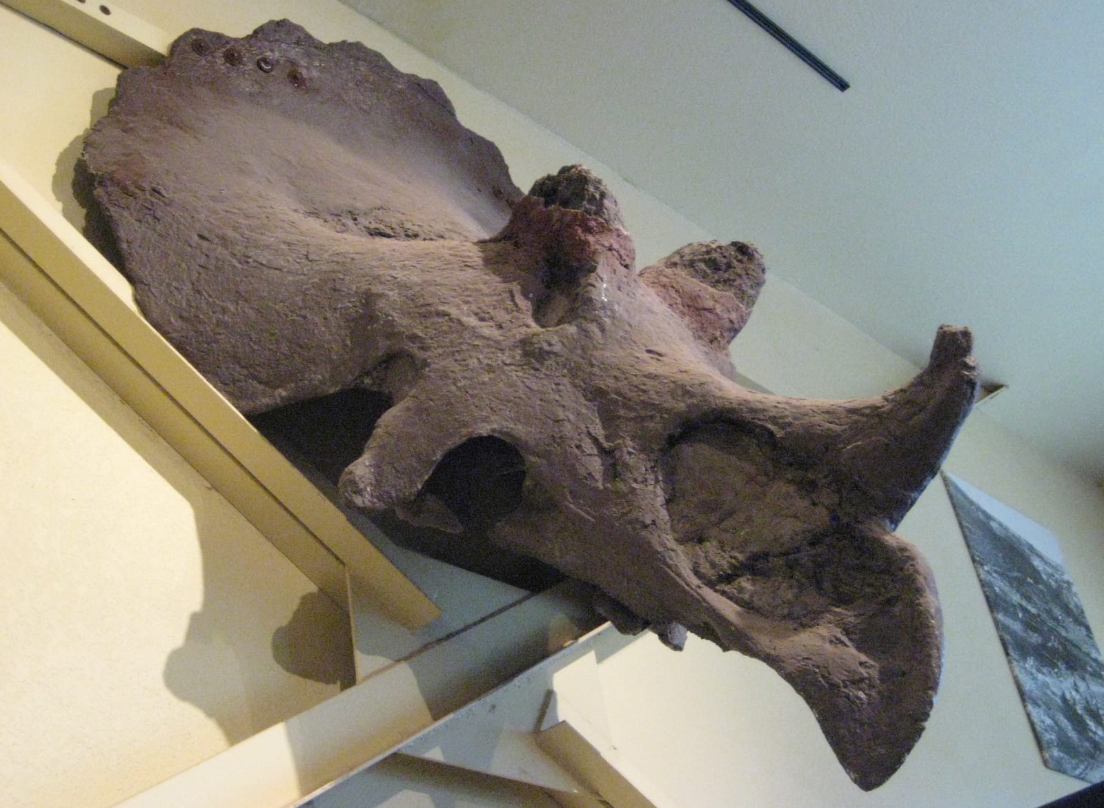 Triceratops Skull Fossil Dinosaur Journey Museum Fruita CO