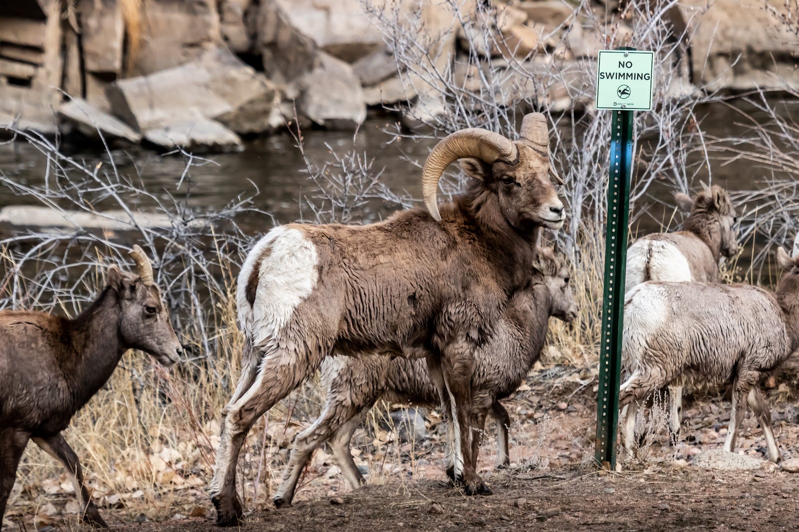 Bighorn Sheep in Waterton Canyon. Denver, Colorado