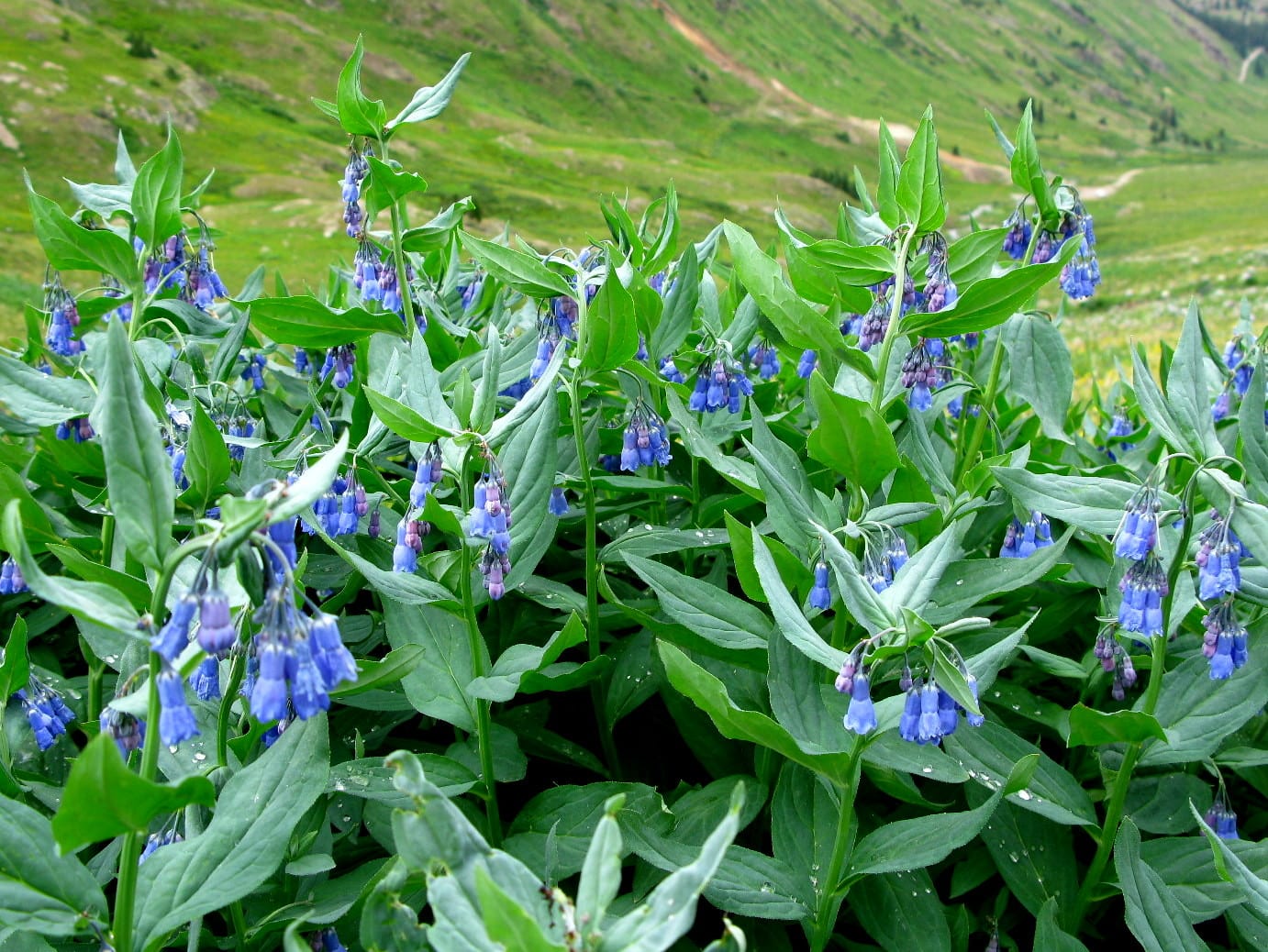 mountain bluebells