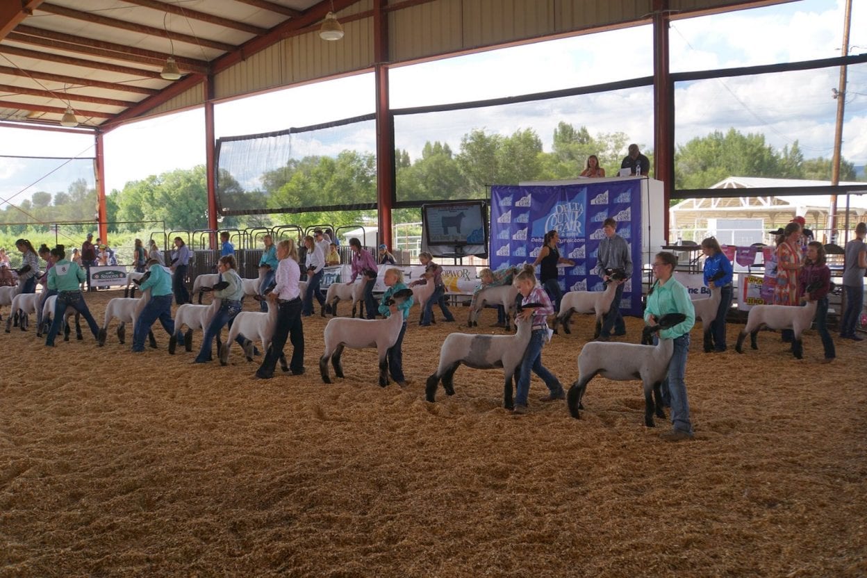 Delta County Fair & Rodeo Hotchkiss, CO 2024 JulyAugust Western