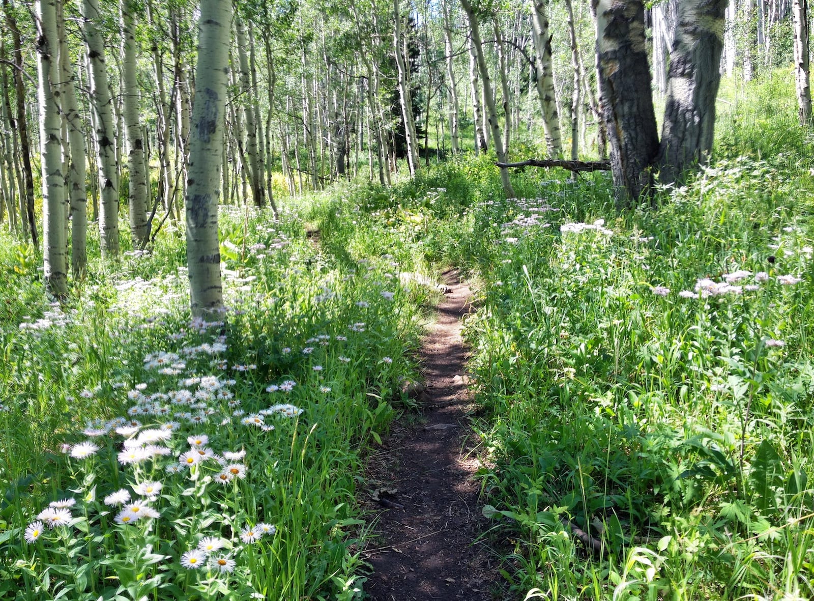 Government Trail in Aspen, Colorado