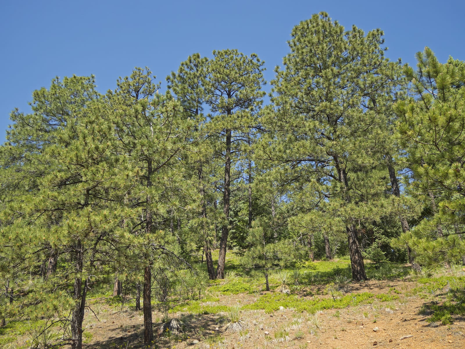 Hiking to Saint Mary's Falls, CO