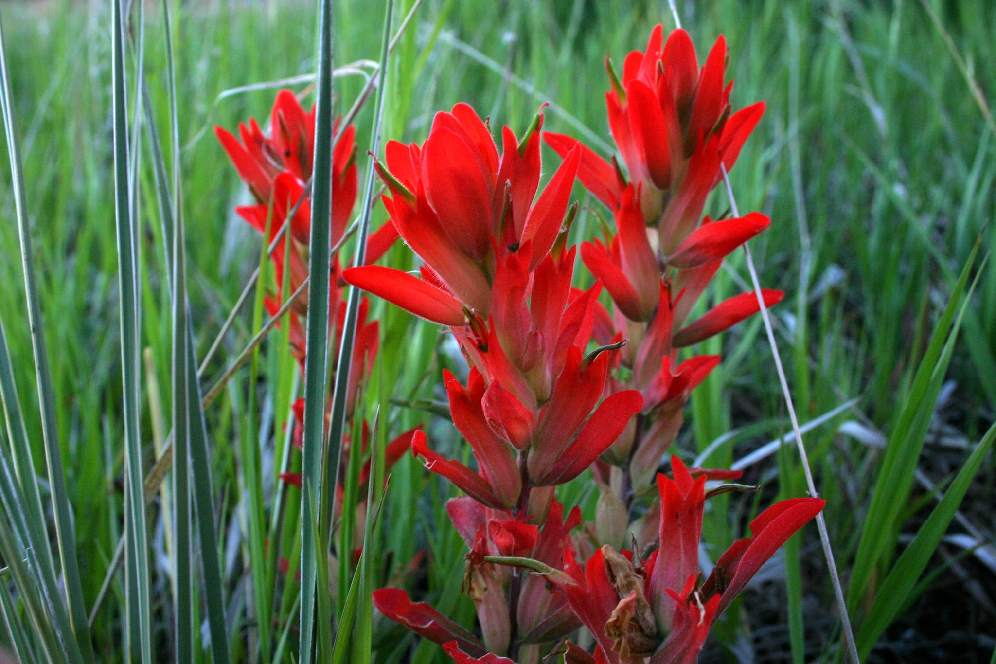 red indian paintbrush