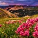 Indian Paintbrush in colorado