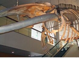 May Natural History Museum in Colorado Springs