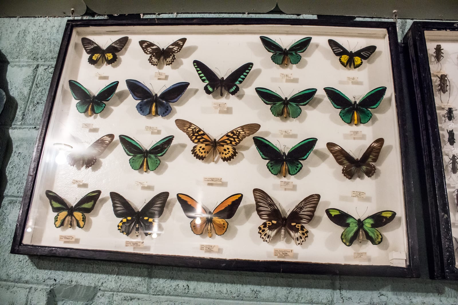 May Natural History Museum in Colorado Springs