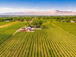 mesa park vineyard palisade colorado