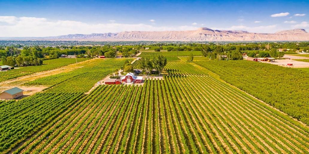 mesa park vineyard palisade colorado