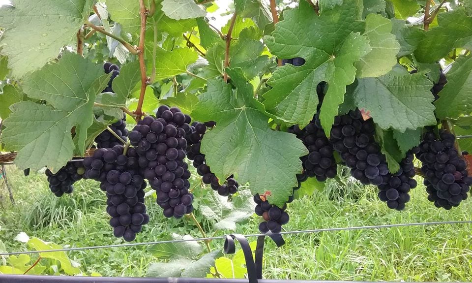pinot meunier grapes at mesa winds farm and winery