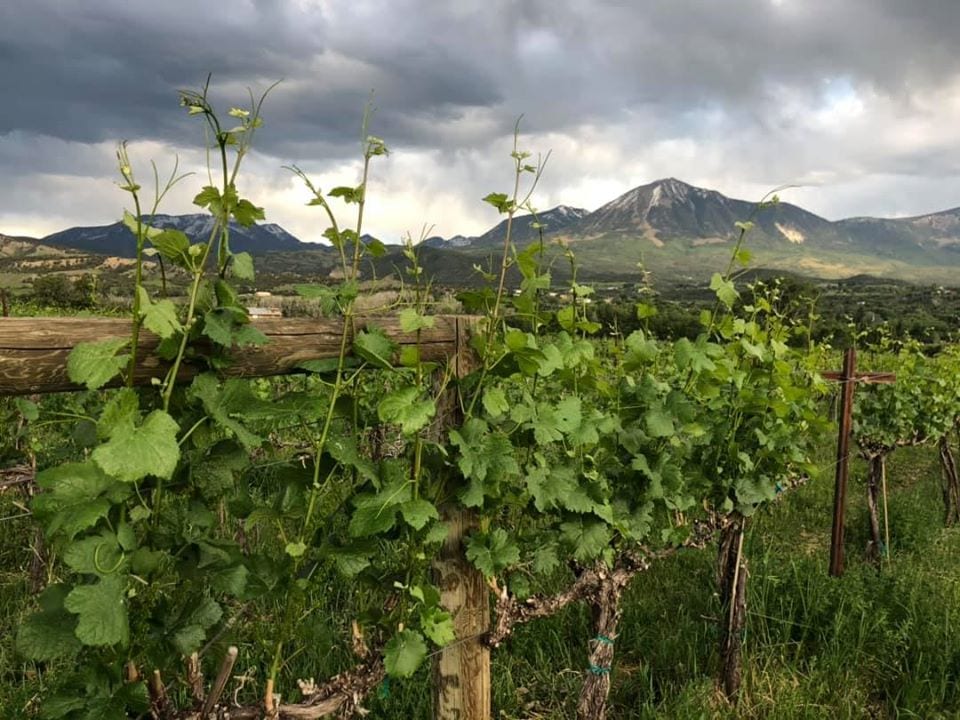 vineyard at Qutori Wines Paonia Colorado
