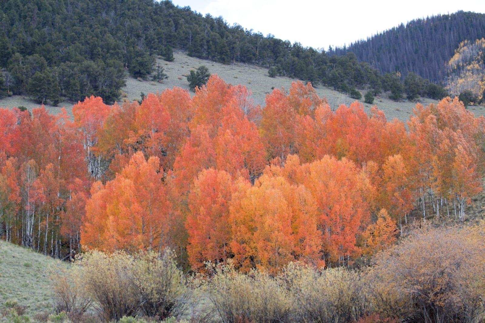 Rio Grande National Forest, CO