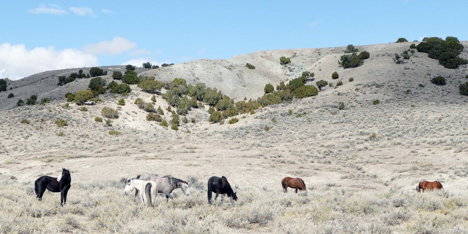 Wild Horse Warriors for Sand Wash Basin, CO