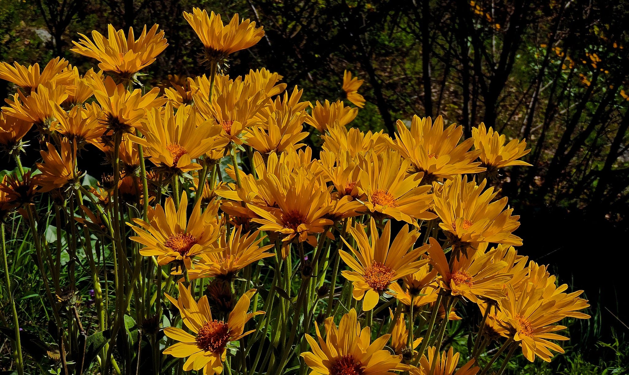 arrowleaf balsomroot