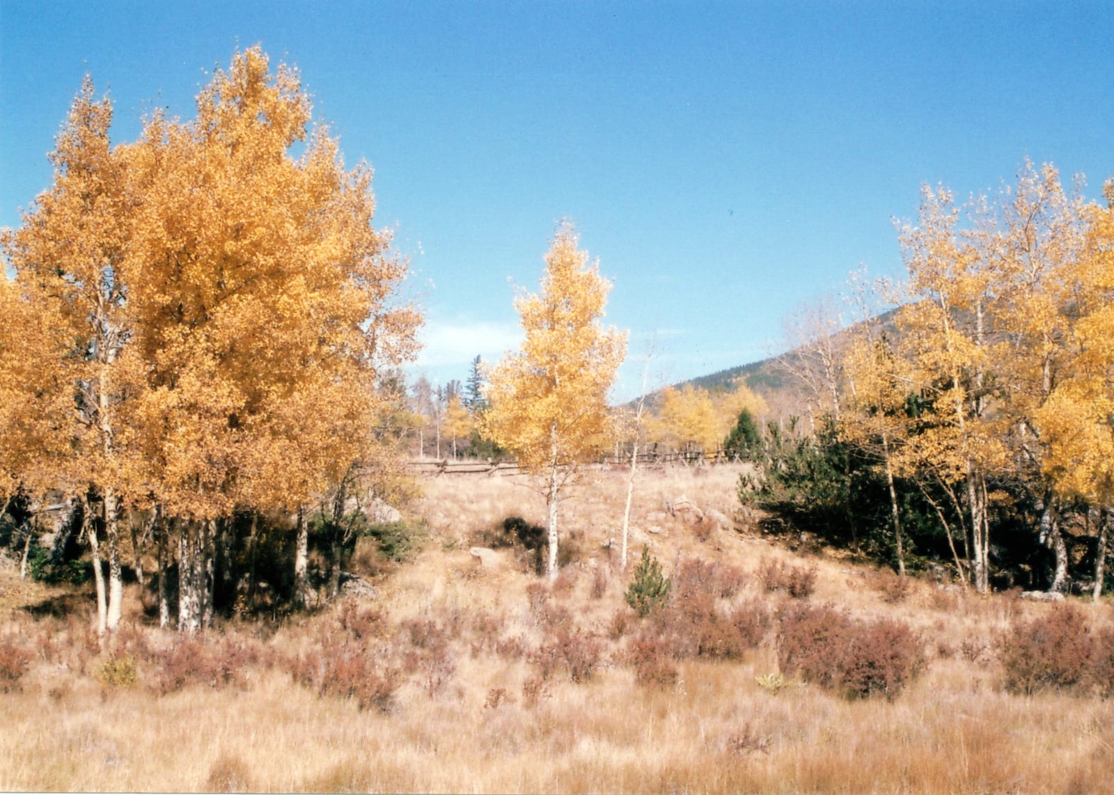 Bailey Colorado Autumn Aspens