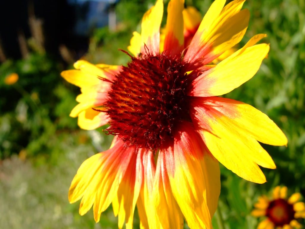 blanketflower in colorado