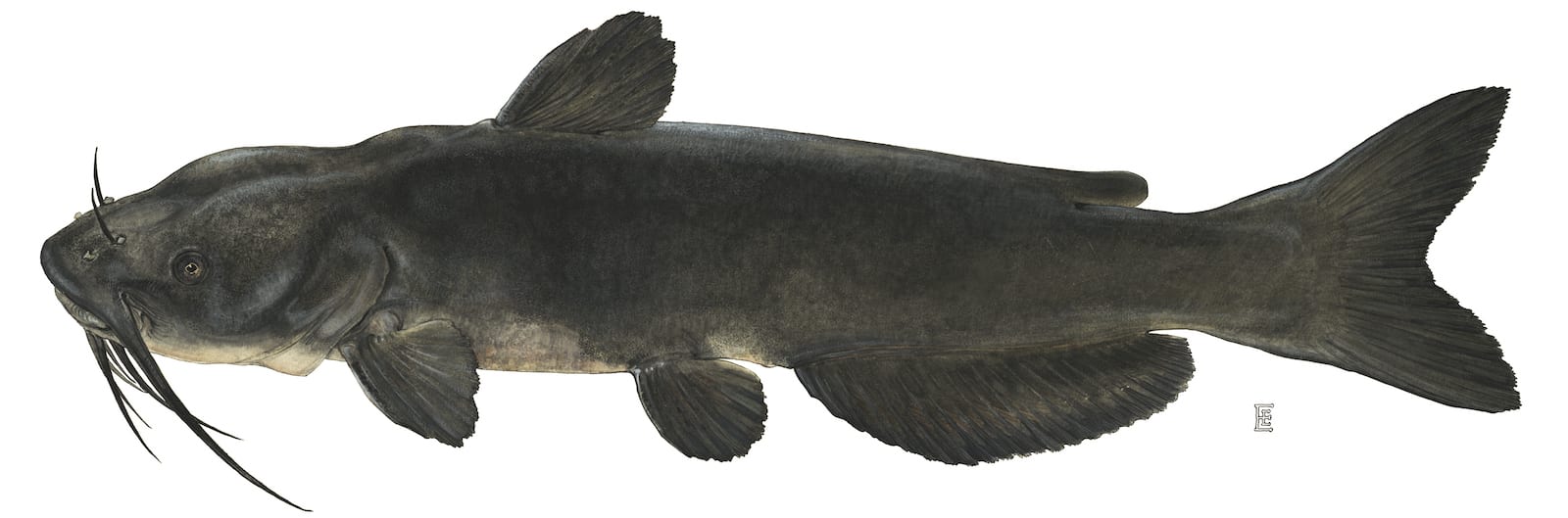 Channel Catfish Drawing