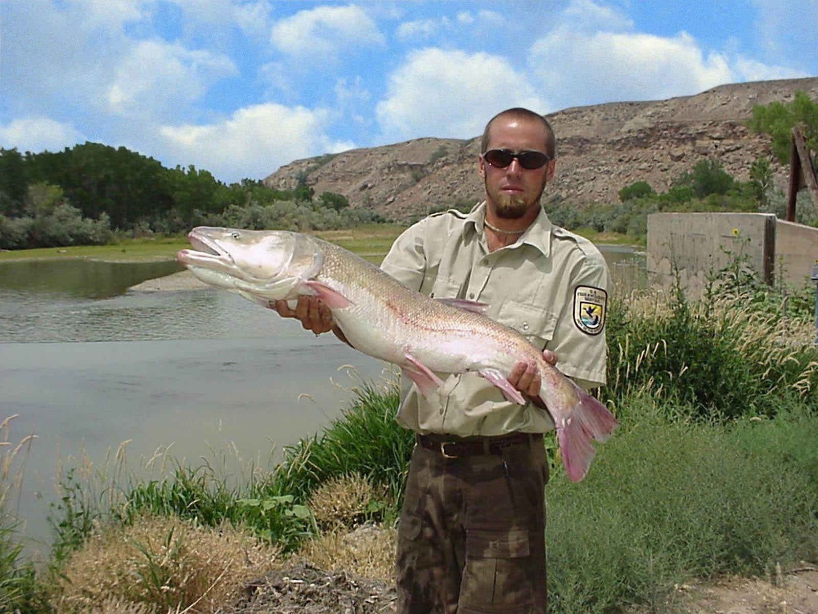 Colorado Pikeminnow Gunnison River