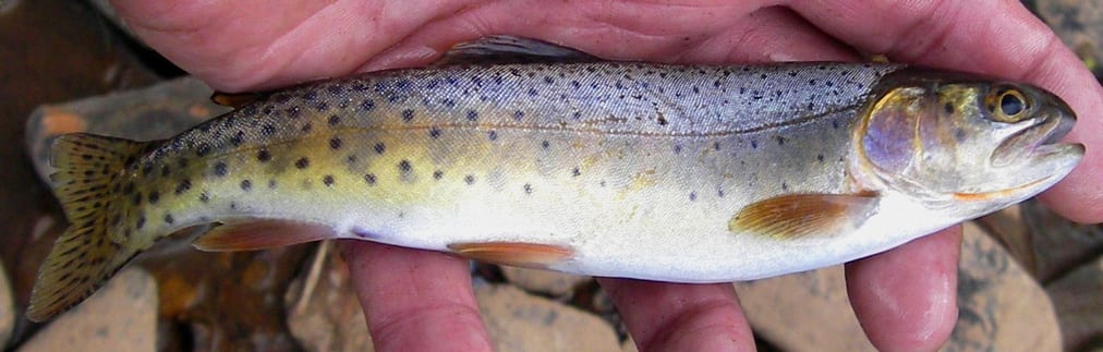 Colorado River Cutthroat Trout
