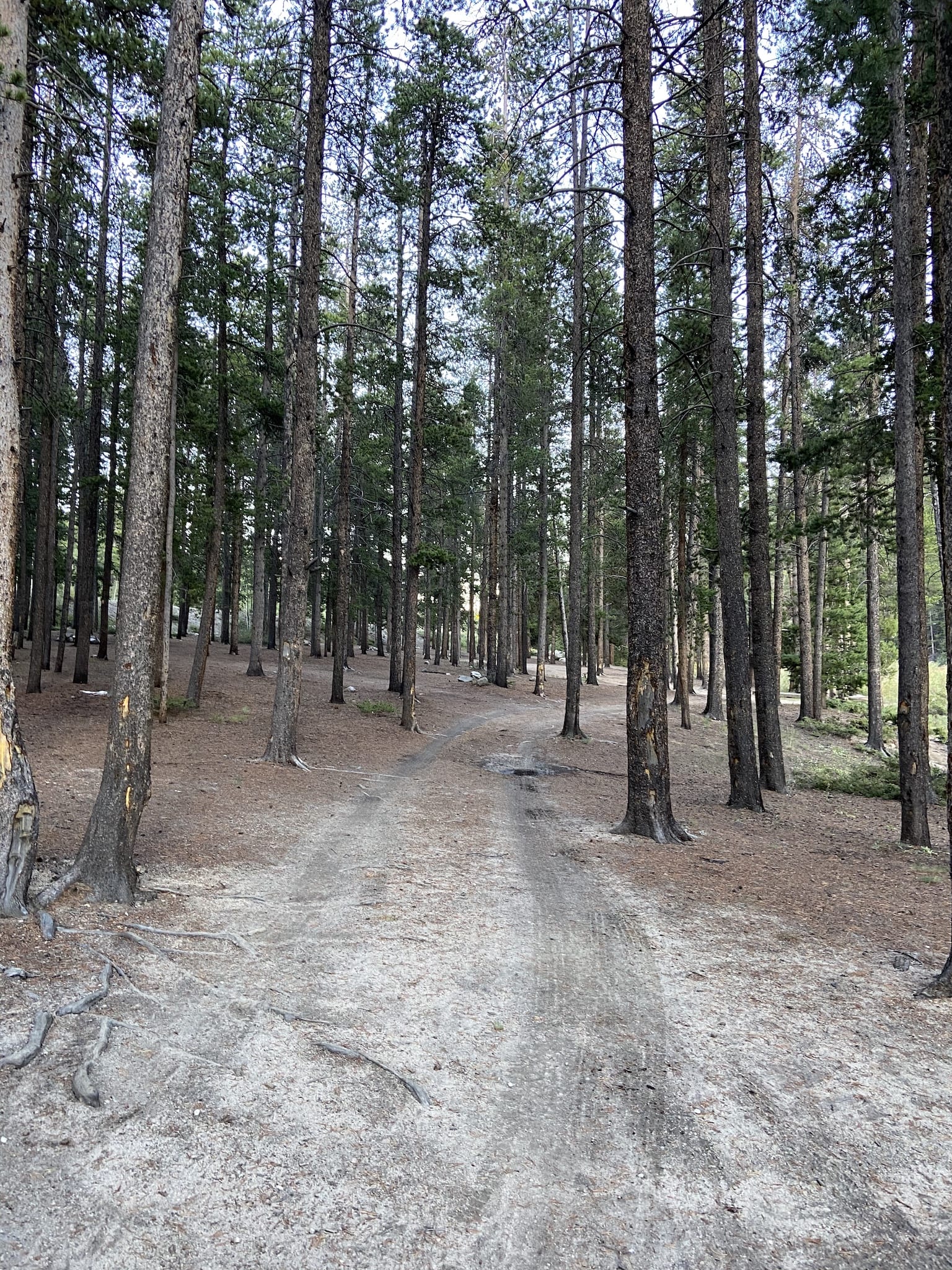 Cottonwood Pass Dispersed Camping Lodgepole Pines Colorado