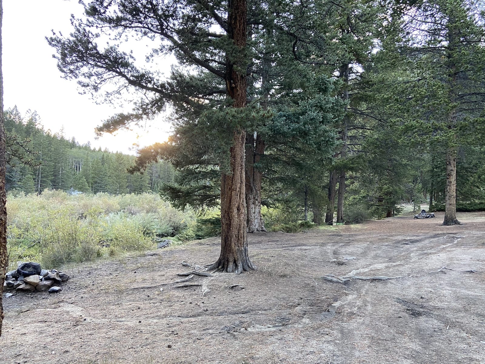 Cottonwood Pass Dispersed Camping Lodgepole Pines Colorado