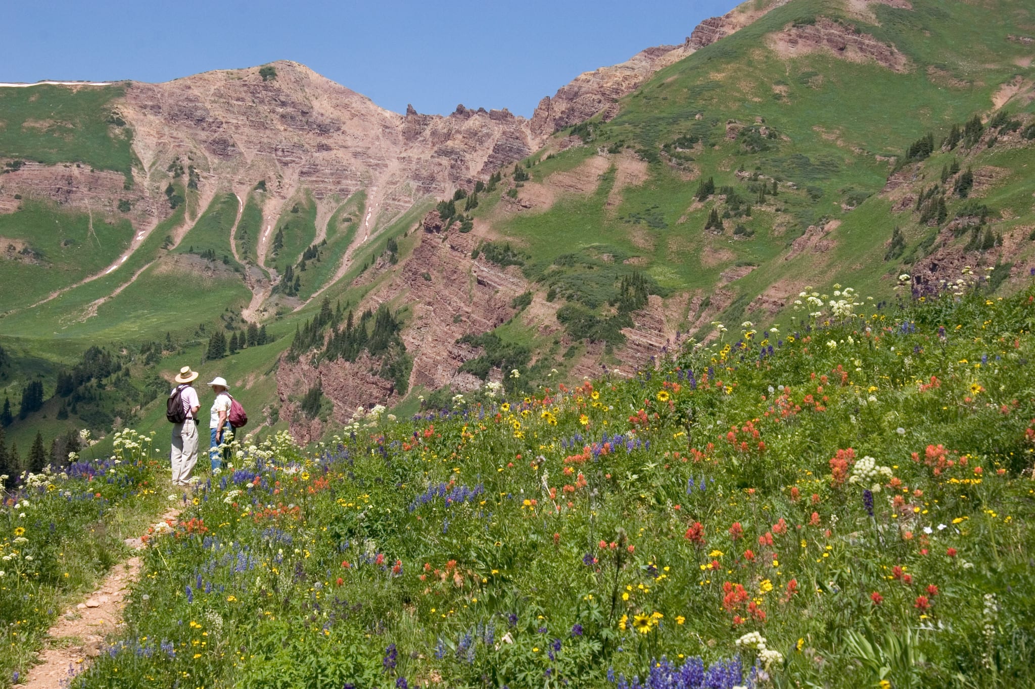 crested butte wildflowers