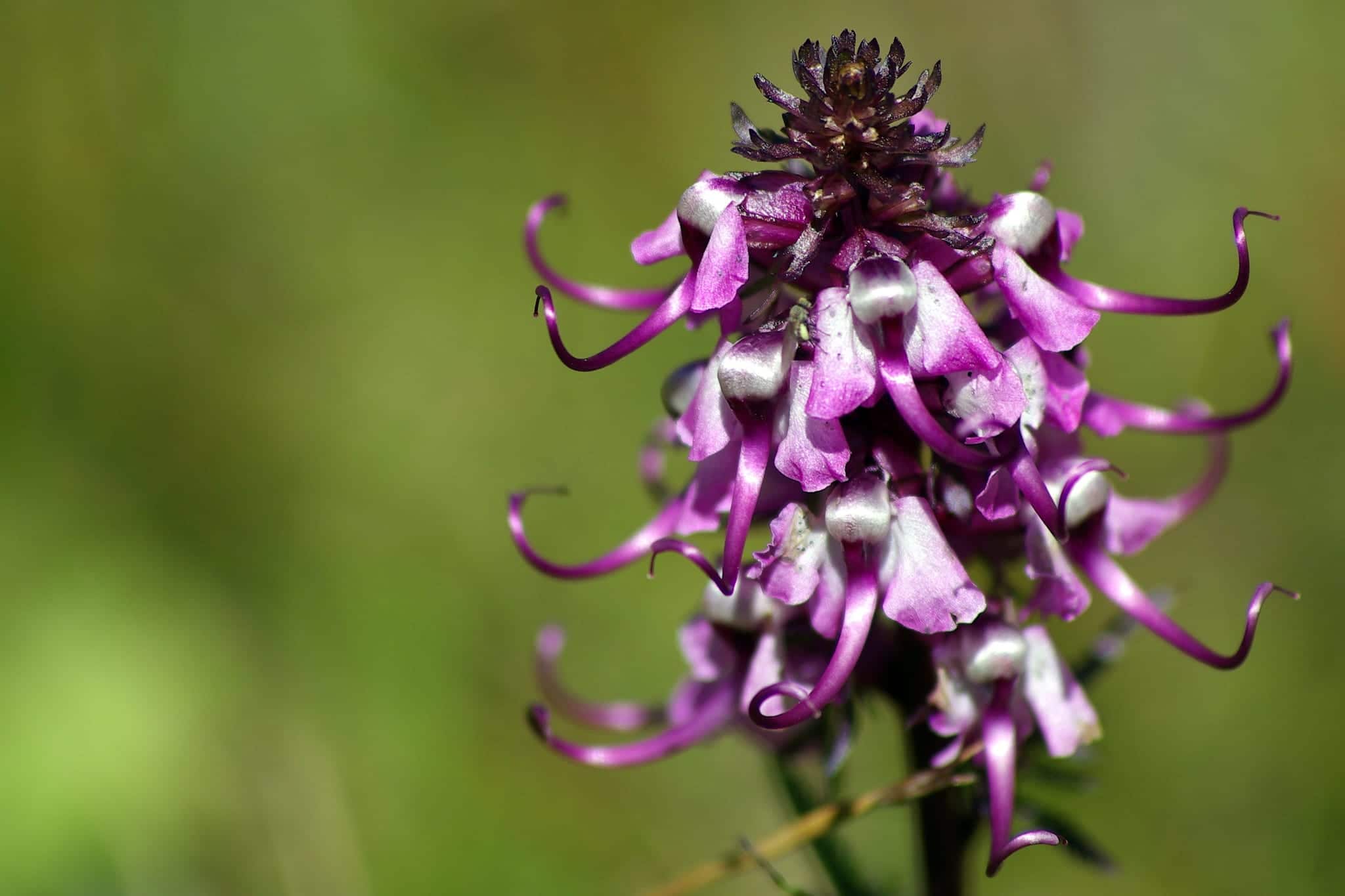 elephant head flower