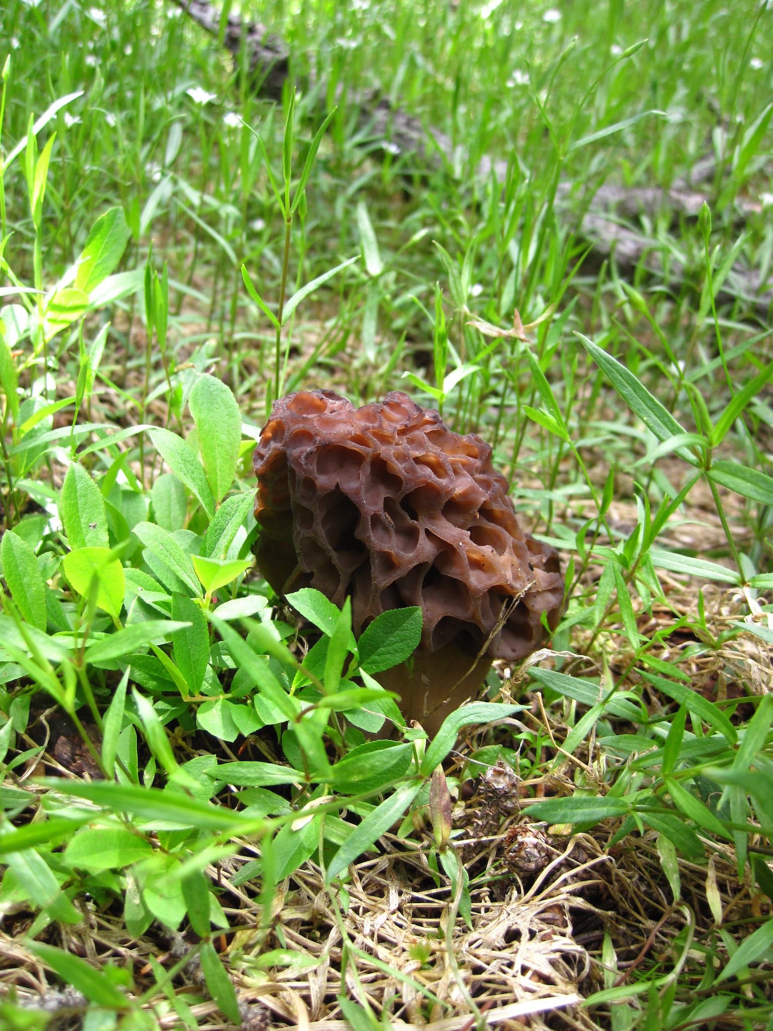 Mencari Makan Black Morel Mushroom Colorado