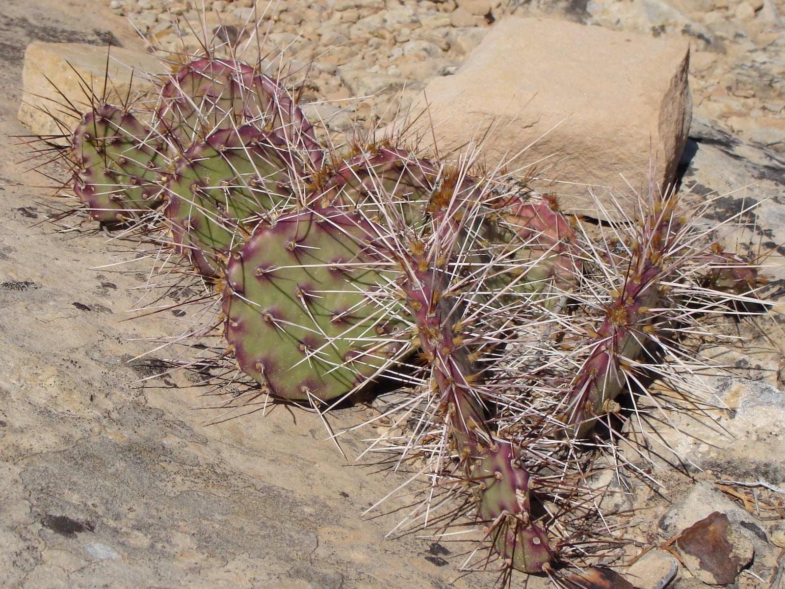 Mencari Prickly Pear Serpents Trail Grand Junction