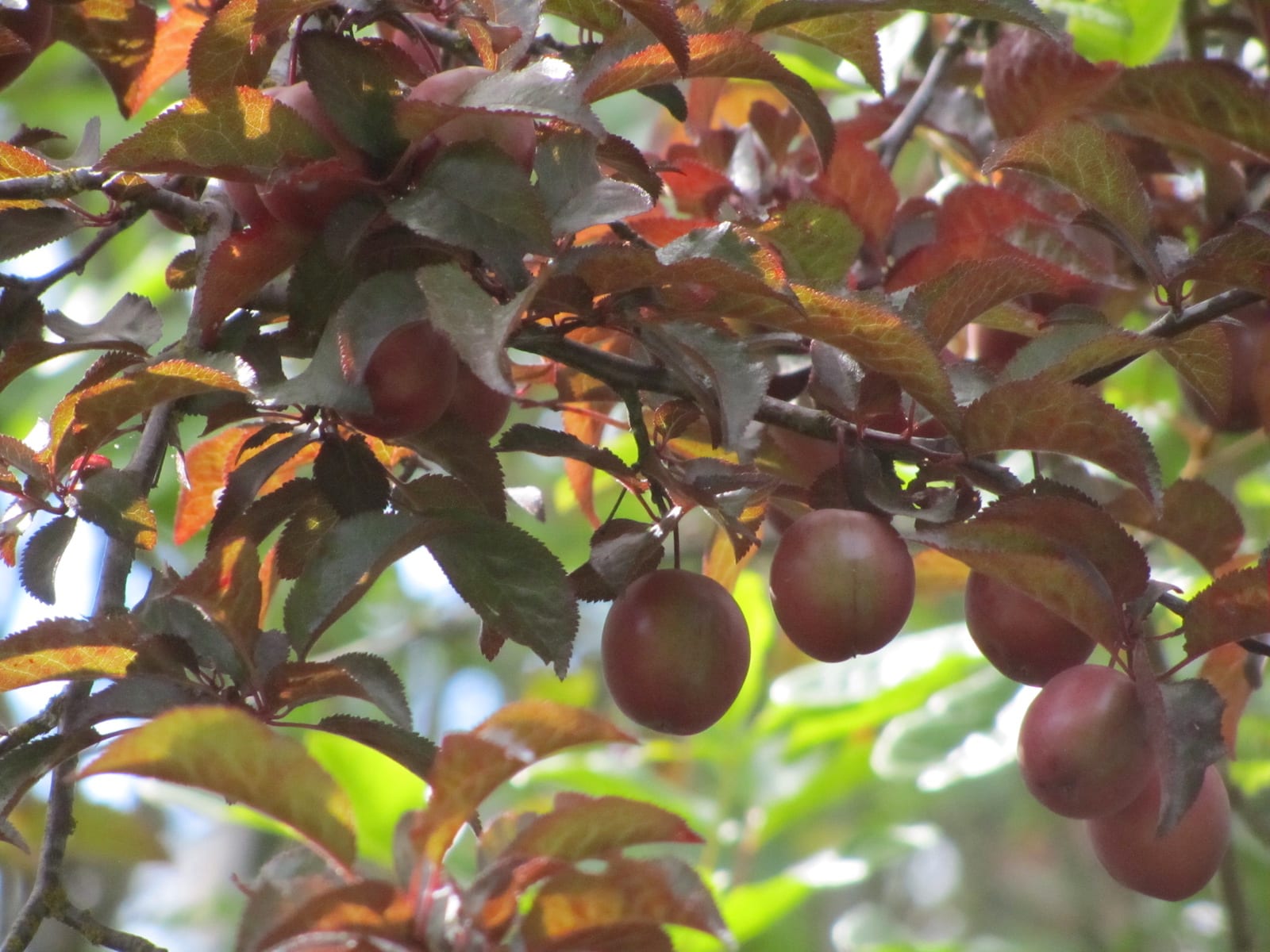 Mencari Plum Liar