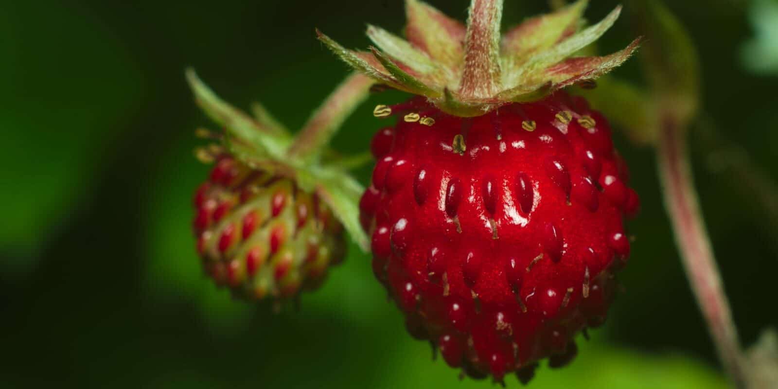 Foraging Food Wild Strawberries