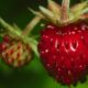 Foraging Food Wild Strawberries