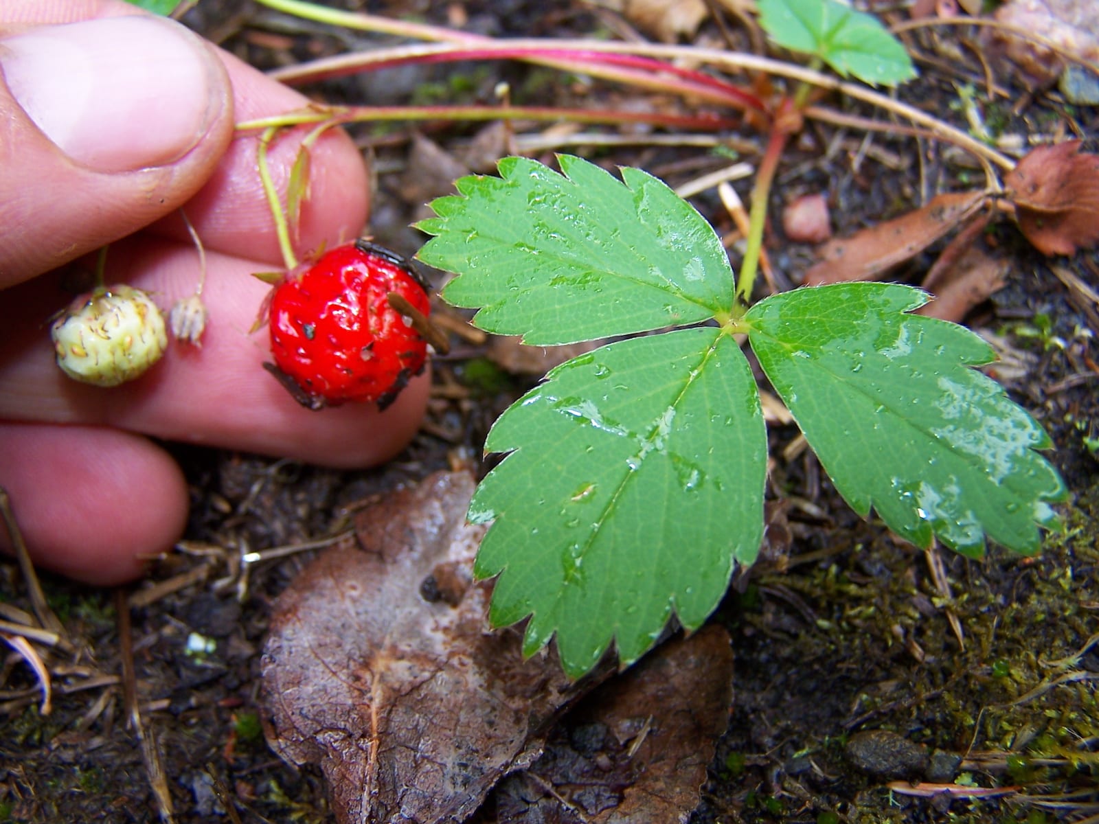 Mencari Makan Strawberry Liar Pegunungan Sangre de Cristo Colorado