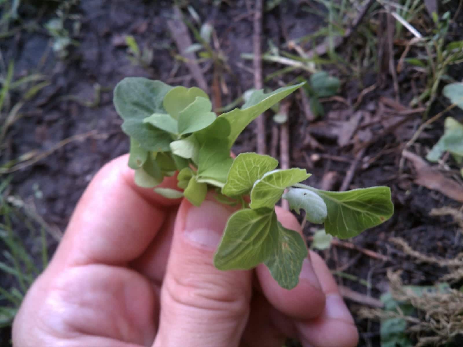 Mencari Makan Kayu Sorrel dan Bayam Liar