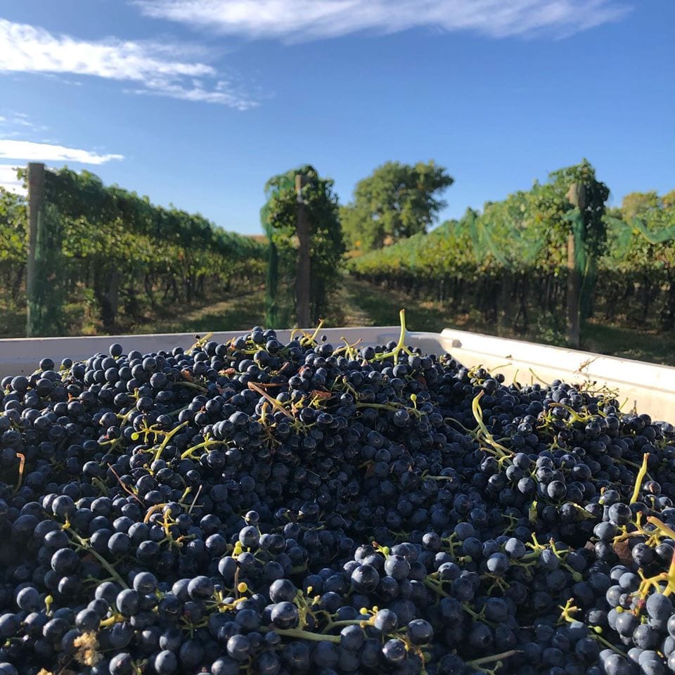 grapes from mesa park vineyards