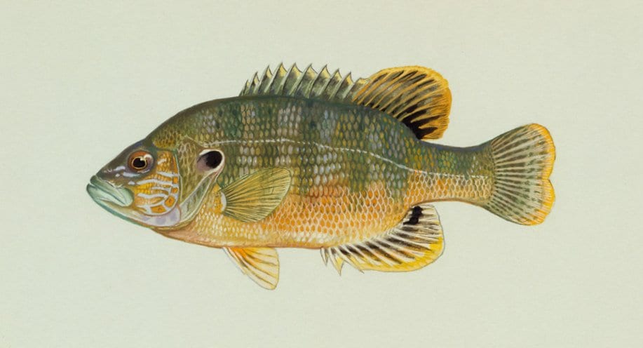 Green Sunfish Drawing