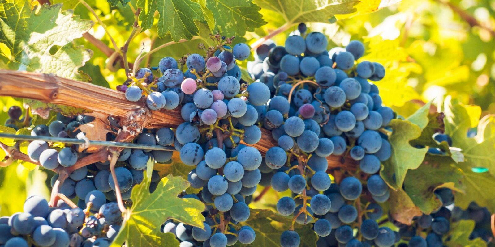 growing grapes on a vineyard