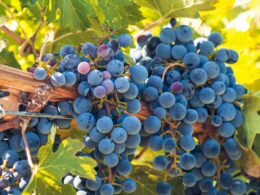 growing grapes on a vineyard