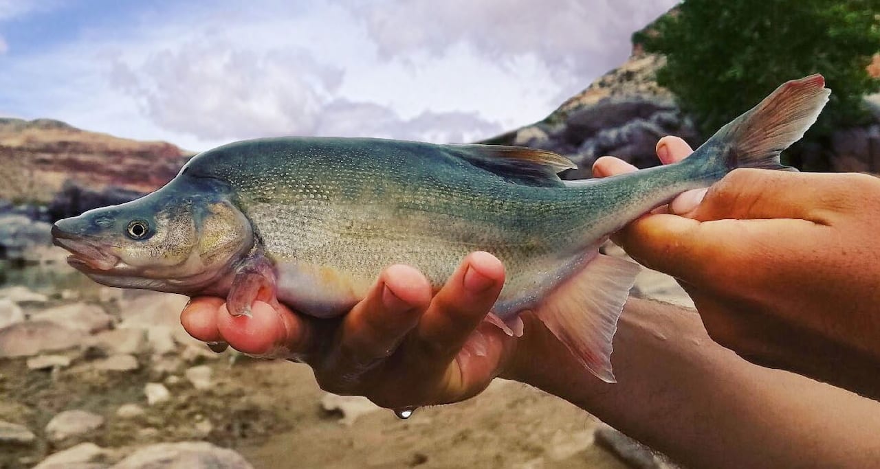 Humpback Chub Upper Colorado River in Colorado
