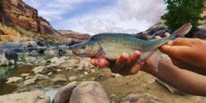 Humpback Chub Upper Colorado River in Colorado