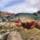 Humpback Chub Upper Colorado River in Colorado